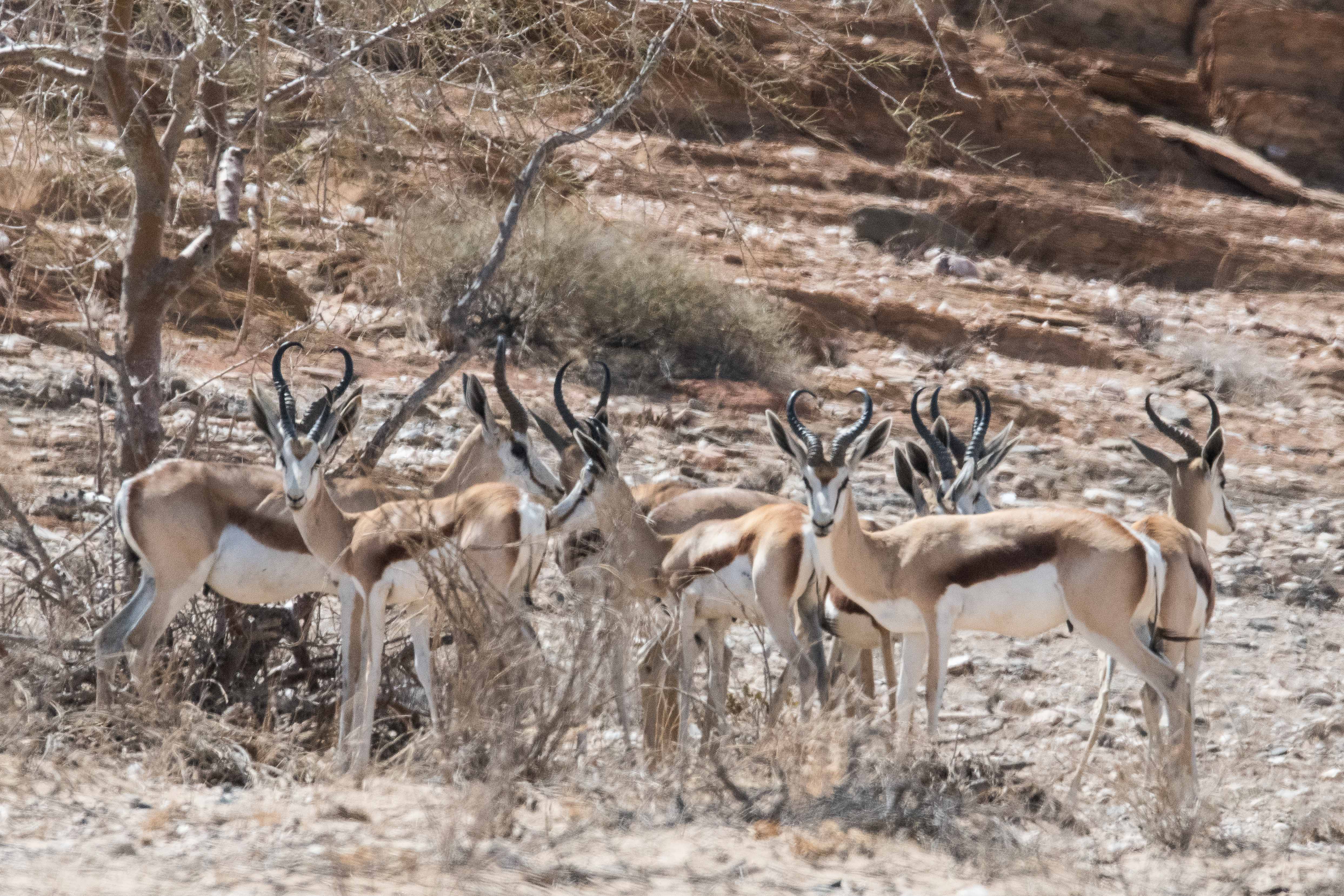 Springboks (Springbuck, Antidorcas marsupialis), Désert du Namib, Kaokoland, Région de Kunene, Namibie.